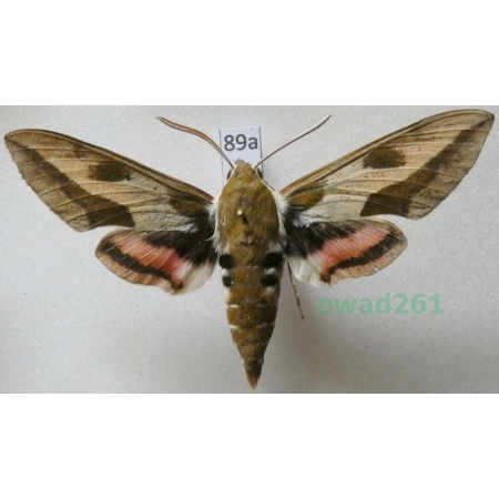 Hyles euphorbiae (Linnaeus, 1758) Poland 68mm89a